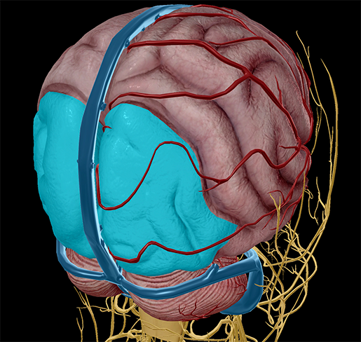 Cerebrum-occipital-lobe-vision-optic-nerve-chiasm